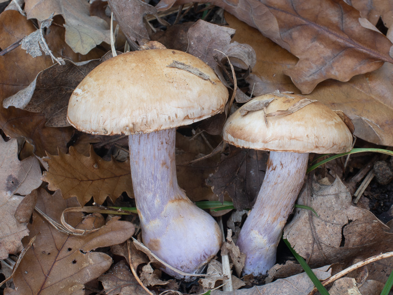 Cortinarius nemorensis